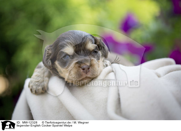 liegender English Cocker Spaniel Welpe / MW-12328