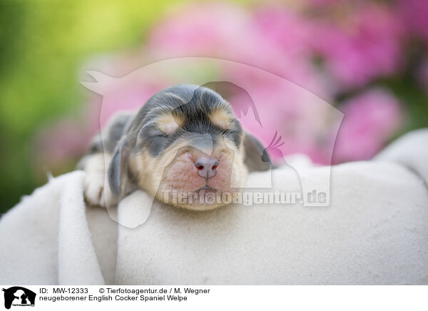 neugeborener English Cocker Spaniel Welpe / MW-12333
