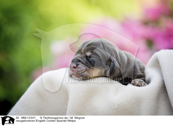 neugeborener English Cocker Spaniel Welpe / MW-12341