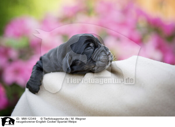 neugeborener English Cocker Spaniel Welpe / newborn English Cocker Spaniel puppy / MW-12349