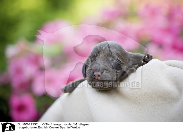 neugeborener English Cocker Spaniel Welpe / MW-12352