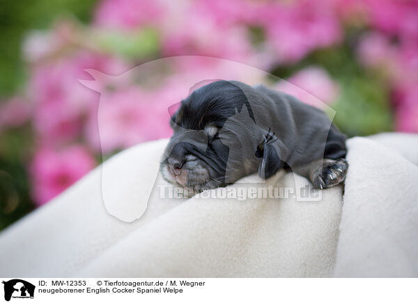 neugeborener English Cocker Spaniel Welpe / MW-12353