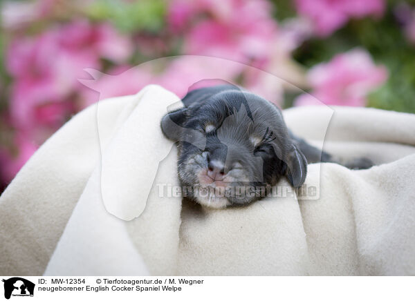 neugeborener English Cocker Spaniel Welpe / newborn English Cocker Spaniel puppy / MW-12354