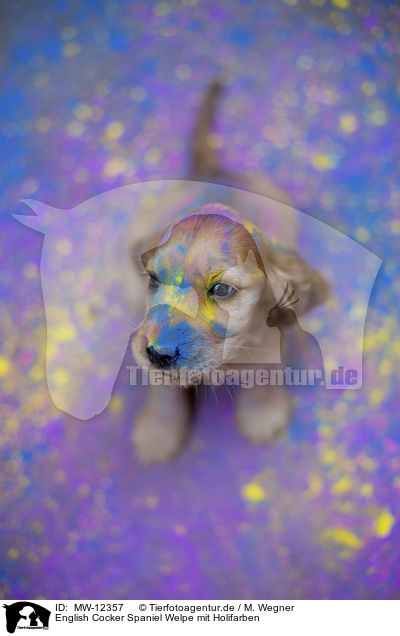 English Cocker Spaniel Welpe mit Holifarben / English Cocker Spaniel puppy with holi colours / MW-12357