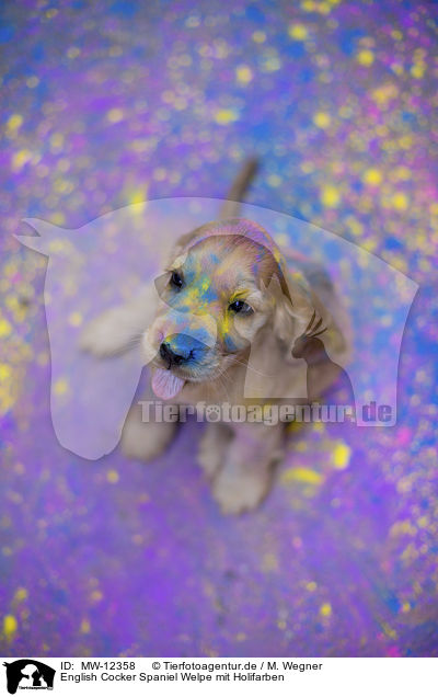 English Cocker Spaniel Welpe mit Holifarben / MW-12358