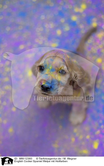 English Cocker Spaniel Welpe mit Holifarben / English Cocker Spaniel puppy with holi colours / MW-12360