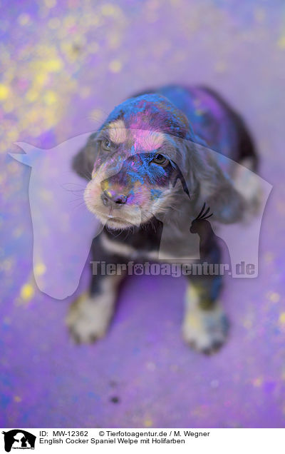 English Cocker Spaniel Welpe mit Holifarben / English Cocker Spaniel puppy with holi colours / MW-12362