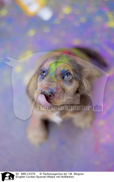English Cocker Spaniel Welpe mit Holifarben / English Cocker Spaniel puppy with holi colours / MW-12376