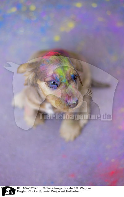English Cocker Spaniel Welpe mit Holifarben / English Cocker Spaniel puppy with holi colours / MW-12378