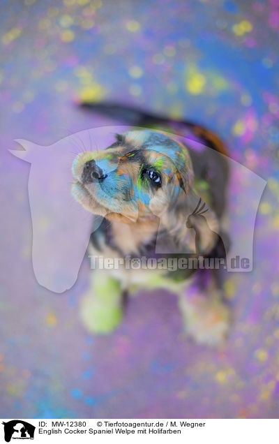 English Cocker Spaniel Welpe mit Holifarben / MW-12380