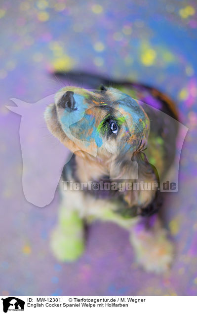 English Cocker Spaniel Welpe mit Holifarben / MW-12381
