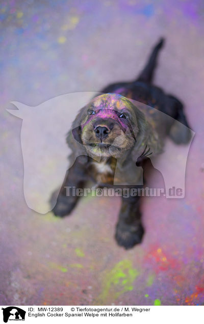 English Cocker Spaniel Welpe mit Holifarben / English Cocker Spaniel puppy with holi colours / MW-12389