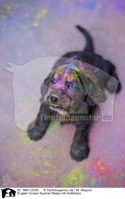 English Cocker Spaniel Welpe mit Holifarben / MW-12390