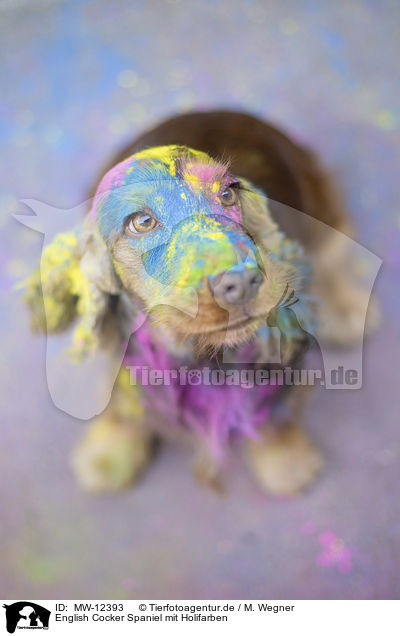 English Cocker Spaniel mit Holifarben / English Cocker Spaniel with holi colours / MW-12393