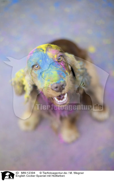 English Cocker Spaniel mit Holifarben / MW-12394