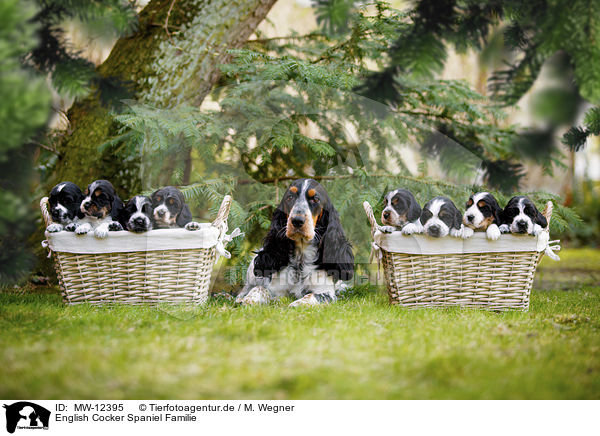 English Cocker Spaniel Familie / English Cocker Spaniel family / MW-12395