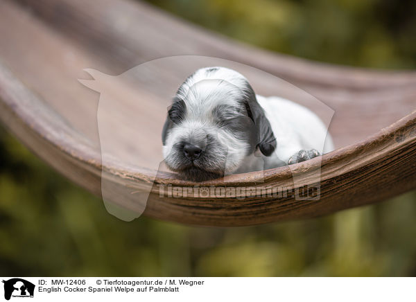 English Cocker Spaniel Welpe auf Palmblatt / MW-12406