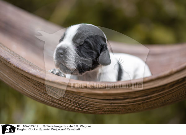English Cocker Spaniel Welpe auf Palmblatt / MW-12407