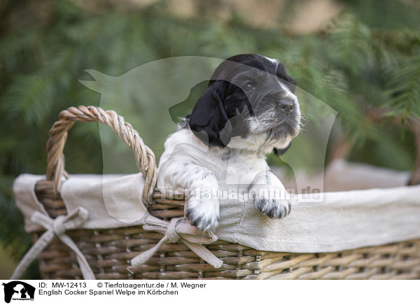 English Cocker Spaniel Welpe im Krbchen / MW-12413