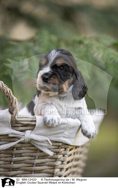 English Cocker Spaniel Welpe im Krbchen / MW-12420