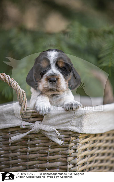 English Cocker Spaniel Welpe im Krbchen / MW-12428