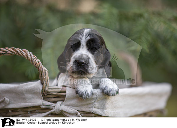 English Cocker Spaniel Welpe im Krbchen / MW-12436