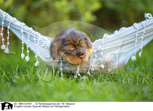 English Cocker Spaniel Welpe auf Hngematte / English Cocker Spaniel puppy on hammock / MW-12444