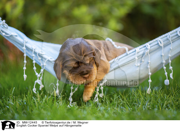 English Cocker Spaniel Welpe auf Hngematte / English Cocker Spaniel puppy on hammock / MW-12445
