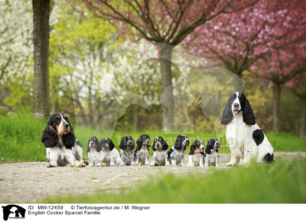 English Cocker Spaniel Familie / English Cocker Spaniel family / MW-12459
