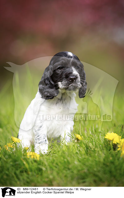 sitzender English Cocker Spaniel Welpe / MW-12461