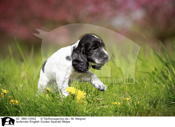 laufender English Cocker Spaniel Welpe / MW-12462
