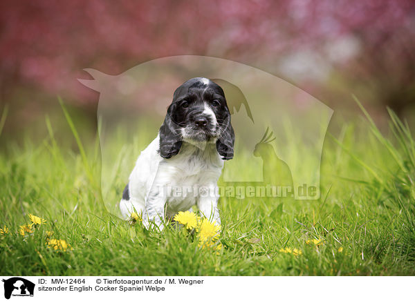 sitzender English Cocker Spaniel Welpe / MW-12464