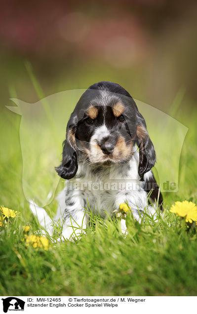 sitzender English Cocker Spaniel Welpe / MW-12465