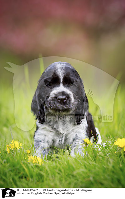 sitzender English Cocker Spaniel Welpe / MW-12471