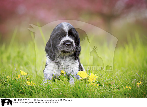 sitzender English Cocker Spaniel Welpe / MW-12475