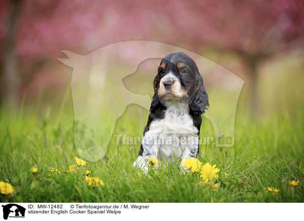 sitzender English Cocker Spaniel Welpe / MW-12482
