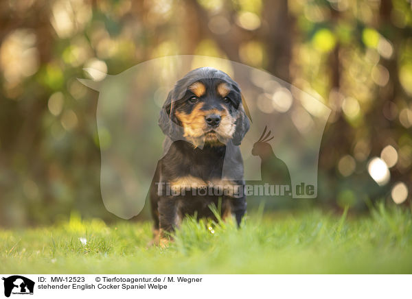 stehender English Cocker Spaniel Welpe / standing English Cocker Spaniel puppy / MW-12523