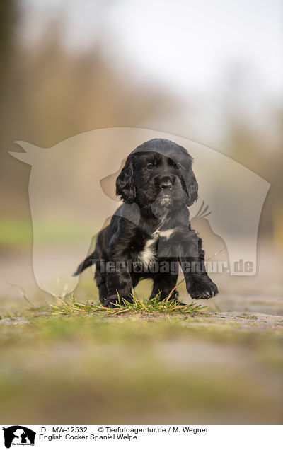 English Cocker Spaniel Welpe / English Cocker Spaniel puppy / MW-12532