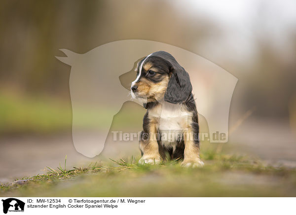 sitzender English Cocker Spaniel Welpe / sitting English Cocker Spaniel puppy / MW-12534