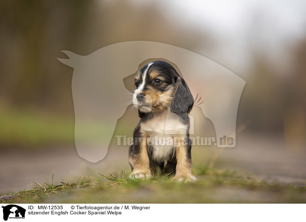 sitzender English Cocker Spaniel Welpe / sitting English Cocker Spaniel puppy / MW-12535