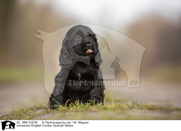 schwarzer English Cocker Spaniel Welpe / MW-12538