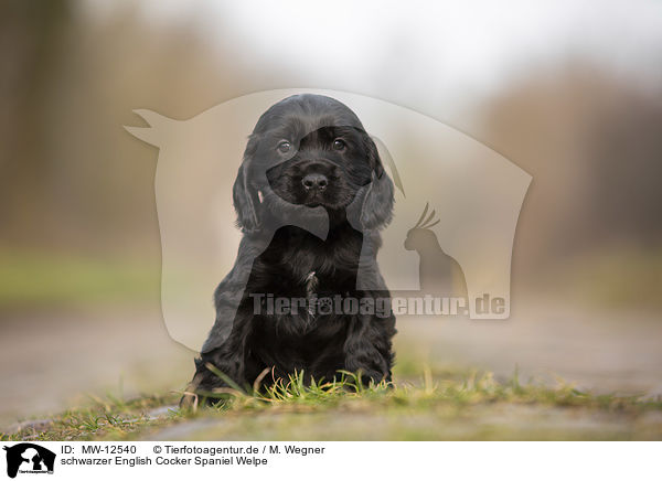 schwarzer English Cocker Spaniel Welpe / MW-12540