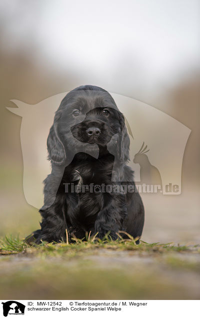 schwarzer English Cocker Spaniel Welpe / MW-12542