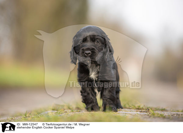 stehender English Cocker Spaniel Welpe / standing English Cocker Spaniel puppy / MW-12547