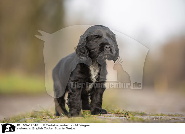stehender English Cocker Spaniel Welpe / MW-12548
