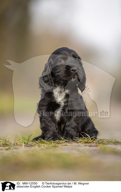 sitzender English Cocker Spaniel Welpe / sitting English Cocker Spaniel puppy / MW-12550
