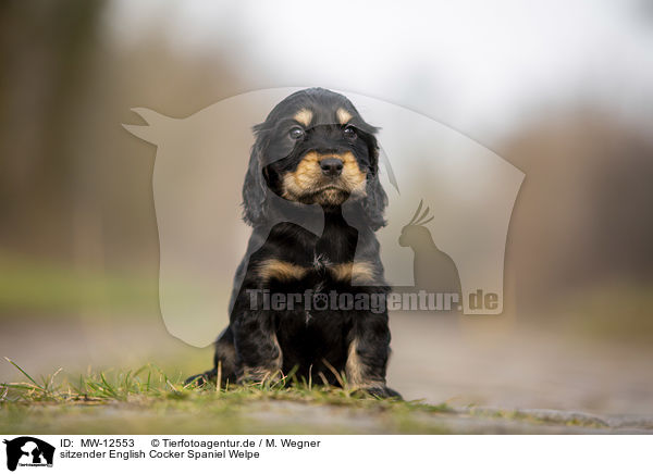 sitzender English Cocker Spaniel Welpe / MW-12553
