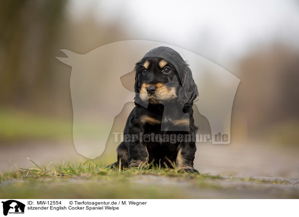 sitzender English Cocker Spaniel Welpe / sitting English Cocker Spaniel puppy / MW-12554