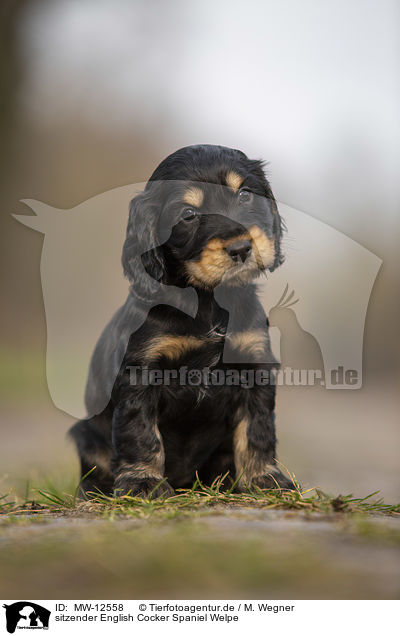 sitzender English Cocker Spaniel Welpe / MW-12558