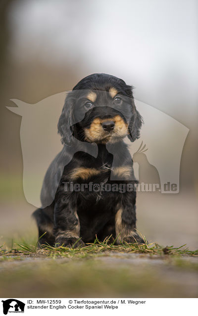 sitzender English Cocker Spaniel Welpe / MW-12559